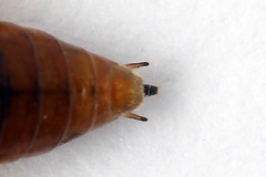 Euura longiserra