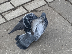 Columba livia domestica
