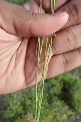 Elegia microcarpa