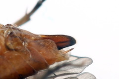 Euura longiserra