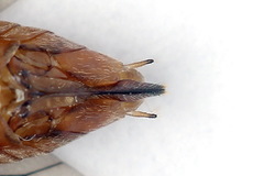 Euura longiserra