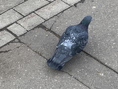Columba livia domestica
