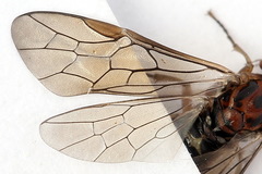 Euura longiserra