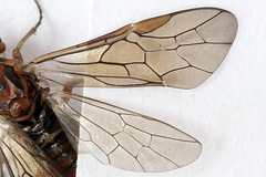 Euura longiserra