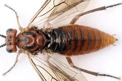 Euura longiserra