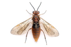 Euura longiserra