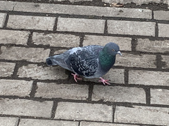 Columba livia domestica