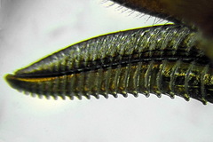 Euura longiserra
