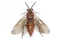 Euura longiserra