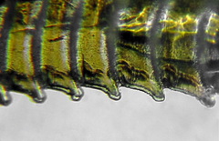 Euura longiserra