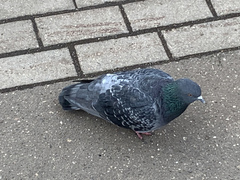 Columba livia domestica