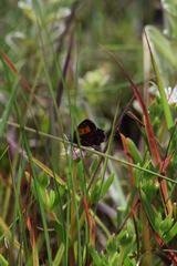 Aloeides penningtoni