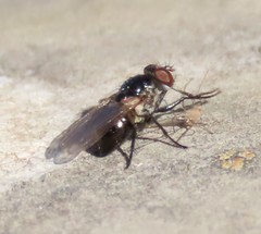 Coenosia atra