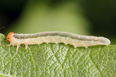 Euura longiserra