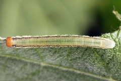 Euura longiserra
