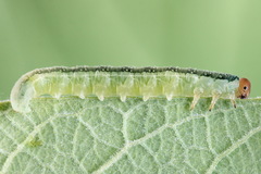 Euura longiserra
