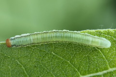 Euura longiserra