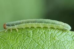 Euura longiserra