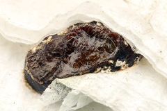 Euura longiserra