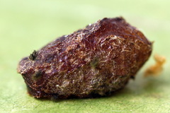 Euura longiserra