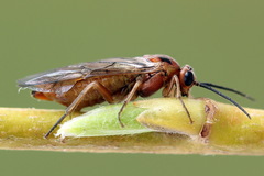 Euura longiserra