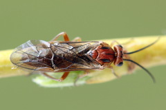 Euura longiserra