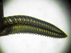 Euura longiserra