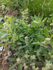 Chenopodium album