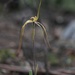 Fawn Spider Orchid - Photo (c) Bruno Bell, some rights reserved (CC BY-NC), uploaded by Bruno Bell