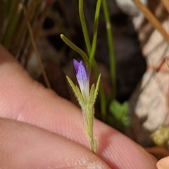 Githopsis specularioides