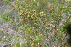 Erica glumiflora