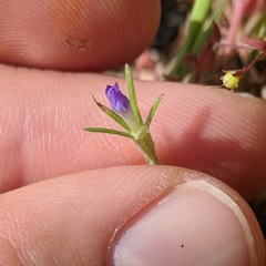 Githopsis specularioides