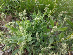 Chenopodium album