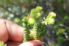 Agathosma apiculata