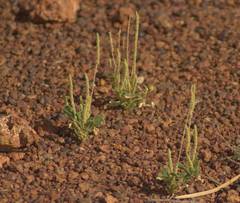 Dysphania rhadinostachya