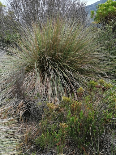 Image of Capeochloa cincta by no rights reserved