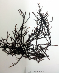 Vidalia colensoi