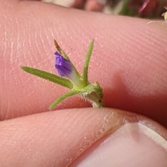 Githopsis specularioides