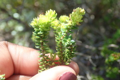 Agathosma apiculata