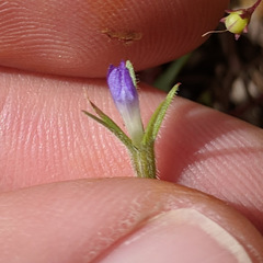 Githopsis specularioides