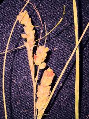 Carex hirsutella