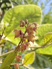 Polystachya sandersonii