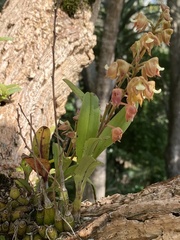 Polystachya sandersonii
