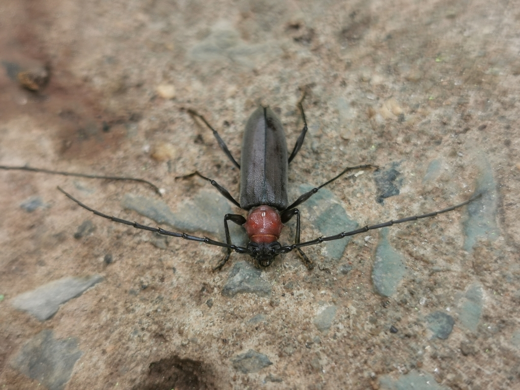 Mephritus callidioides