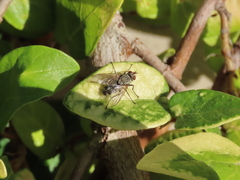 Microphthalma europaea