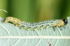 Euura miliaris