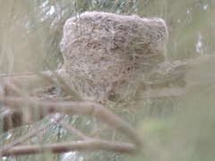 Rhipidura leucophrys