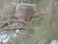 Rhipidura leucophrys