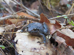 Craugastor mexicanus