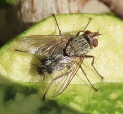 Microphthalma europaea